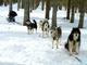 A la découverte du monde des chiens polaires à La Ferrière