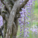 Arboretum National des Barres à Nogent-sur-Vernisson