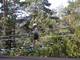 Photo Arbre et Aventure