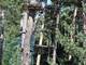 Photo Arbre et Aventure