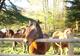 Photo Balade à poneys