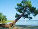 Photo Camping des Grands Pins