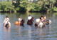 Photo Centre Equestre de la Roche Posay