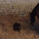 Photo Centre Equestre de la Roche Posay