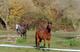 Photo Centre Equestre de la Roche Posay