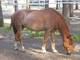 Photo Centre Equestre du Val de Leyre