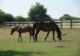 Photo Centre Equestre et Poney-Club la Fourerie