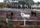 Centre Equestre l'Eperon à Biscarrosse Ville
