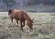 Photo Centre Equestre la Chataigneraie