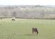 Photo Centre Equestre Les Attelages du Bois Rond
