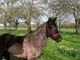 Photo Centre Equestre Municipal de Neuilly-sur-Marne