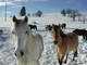 CENTRE EQUESTRE PEP 25 à Chaux-Neuve