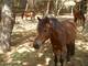 Photo Centre Equestre Le Grand Puech