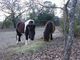 Cheval'P à Seillans