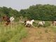 Cheval Voyages à Lougratte