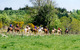 Photo Corrèze Chemins & Découvertes