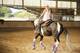 Photo Domaine Equestre du Haut Plessis