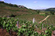 Domaine Laurens à Clairvaux-d'Aveyron