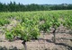 Domaine Terre des Chardons à Bellegarde