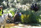 Photo Ecuries du Marikev