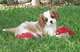 Photo Elevage Canin du Pays Melusin