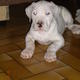 Photo Elevage Canin du Pays Melusin