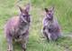 Photo Élevage de Myocastors et Kangourous