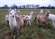 Élevage les Lamas de la Bouble - Limoise à Limoise
