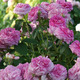 Photo Exposition de roses anciennes d' André Eve