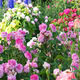 Photo Exposition de roses anciennes d' André Eve