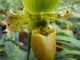 Exposition-vente d'orchidées à Tillé