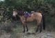 Equiloisirs FAE à Corte