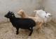 Photo Ferme Animalière