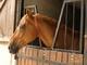 Photo Ferme Equestre de Lagesse