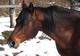 Photo Ferme Equestre de Tréphy