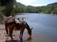 Photo Ferme Equestre du Griou