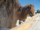Photo Ferme Equestre du Puy
