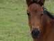 Photo Ferme Equestre et Pedagogique de Chantaigut