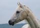 Photo Ferme Equestre Les Revers
