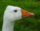 Photo Ferme Nature La Dame Blanche
