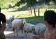 Photo Ferme Pédagogique du Domaine de Servières