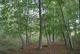 Forêt de Saint-Germain-en-Laye à Saint-Germain-en-Laye