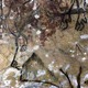 Grotte de Niaux à Niaux