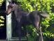 Photo Haras de Silvabelle