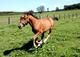 Photo Haras des Chesnaies