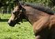 Photo Haras des Chesnaies