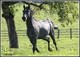 Photo Haras des Chesnaies