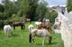 Horse Dreams à Achères-la-Forêt