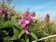 Photo Jardin Botanique littoral Paul Jovet