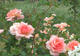 Photo Jardin des Merlettes, un site à visiter